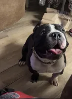 Pinky , a male American Bully for sale in Starke, FL – 3 of 4