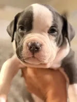 Paddington , a male American Bully for sale in Lulu, FL – 6 of 7