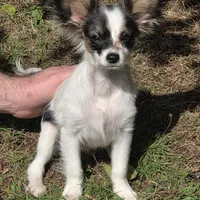 Pippy, a male Papillon for sale in Aberdeen, WA – Photo 8 of 10