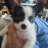 Pippy, a male Papillon for sale in Aberdeen, WA – Photo 1 of 10