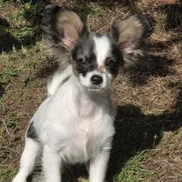 Pippy, a male Papillon for sale in Aberdeen, WA – Photo 9 of 10