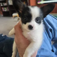 Pippy, a male Papillon for sale in Aberdeen, WA – Photo 4 of 10