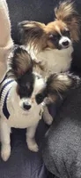 Pippy, a male Papillon for sale in Aberdeen, WA – Photo 10 of 10