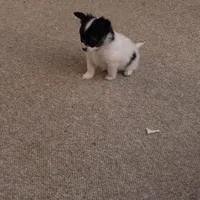 Pippy, a male Papillon for sale in Aberdeen, WA – Photo 3 of 10