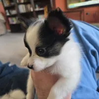 Pippy, a male Papillon for sale in Aberdeen, WA – Photo 2 of 10