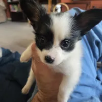Pippy, a male Papillon for sale in Aberdeen, WA – Photo 5 of 10