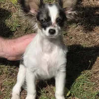 Pippy, a male Papillon for sale in Aberdeen, WA – Photo 7 of 10