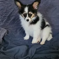 Sundance Pennington, a male Papillon for sale in Aberdeen, WA – Photo 4 of 9