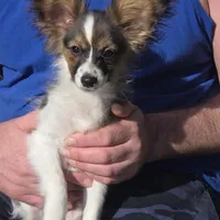 Sundance Pennington, a male Papillon for sale in Aberdeen, WA – Photo 6 of 9