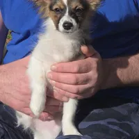 Sundance Pennington, a male Papillon for sale in Aberdeen, WA – Photo 7 of 9