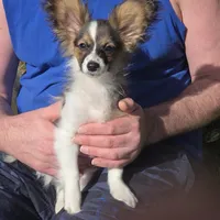 Sundance Pennington, a male Papillon for sale in Aberdeen, WA – Photo 8 of 9