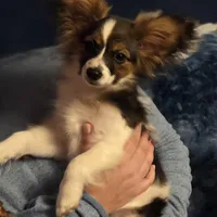 Sundance Pennington, a male Papillon for sale in Aberdeen, WA – Photo 5 of 9