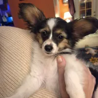 Sundance Pennington, a male Papillon for sale in Aberdeen, WA – Photo 2 of 9
