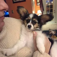 Sundance Pennington, a male Papillon for sale in Aberdeen, WA – Photo 1 of 9