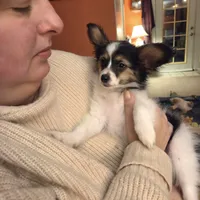 Sundance Pennington, a male Papillon for sale in Aberdeen, WA – Photo 3 of 9