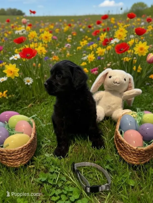 Gray – Goldendoodle puppy for sale in Malvern, OH