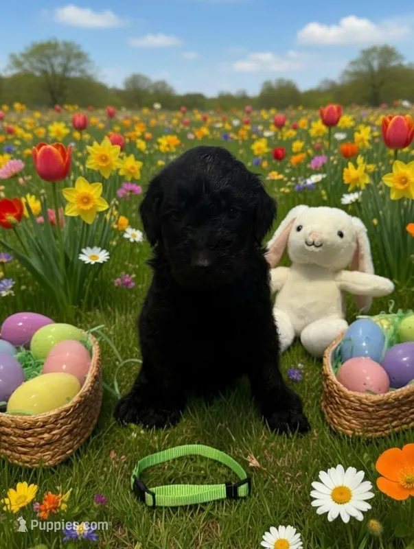 Light green – Goldendoodle puppy for sale in Malvern, OH