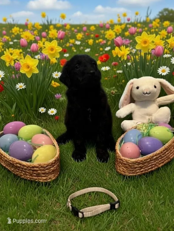 Tan – Goldendoodle puppy for sale in Malvern, OH