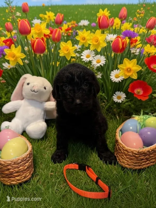 Orange – Goldendoodle puppy for sale in Malvern, OH