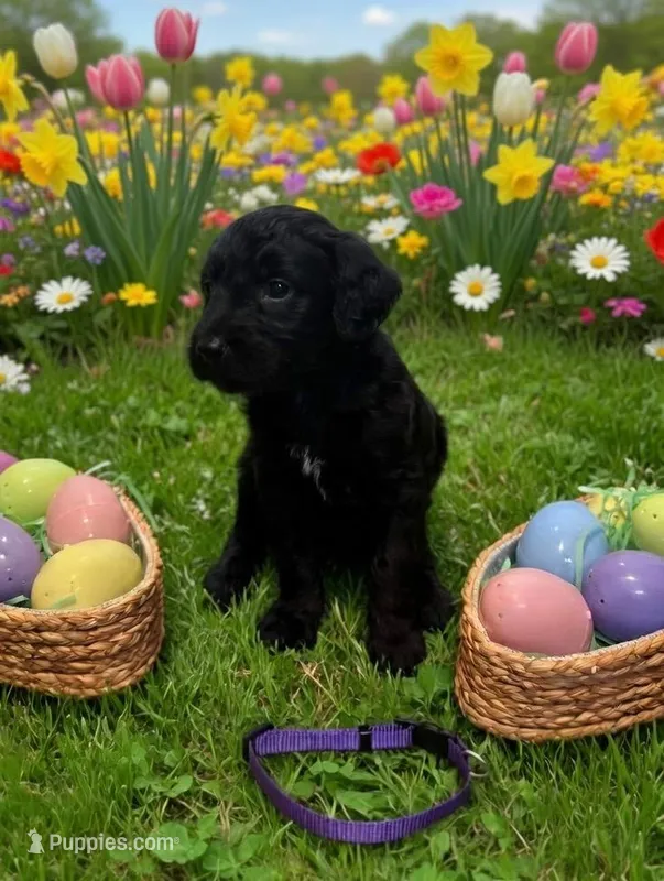 Purple – Goldendoodle puppy for sale in Malvern, OH