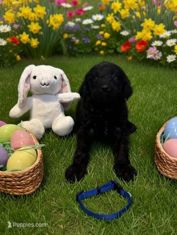 Dark blue – Goldendoodle puppy for sale in Malvern, OH