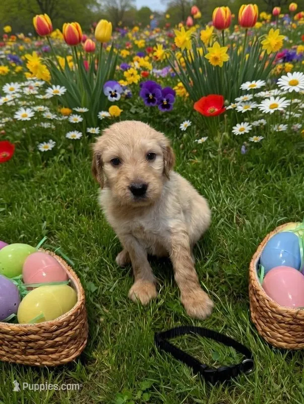 Black – Goldendoodle puppy for sale in Malvern, OH