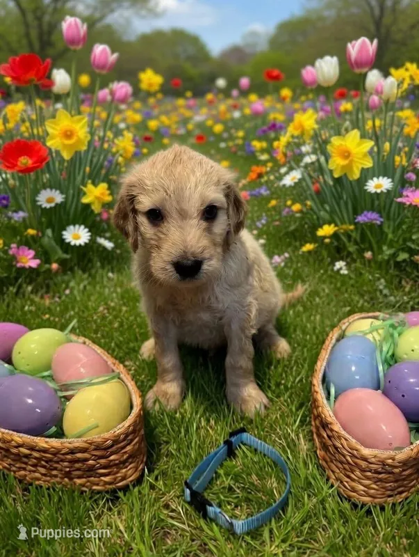 Light blue – Goldendoodle puppy for sale in Malvern, OH