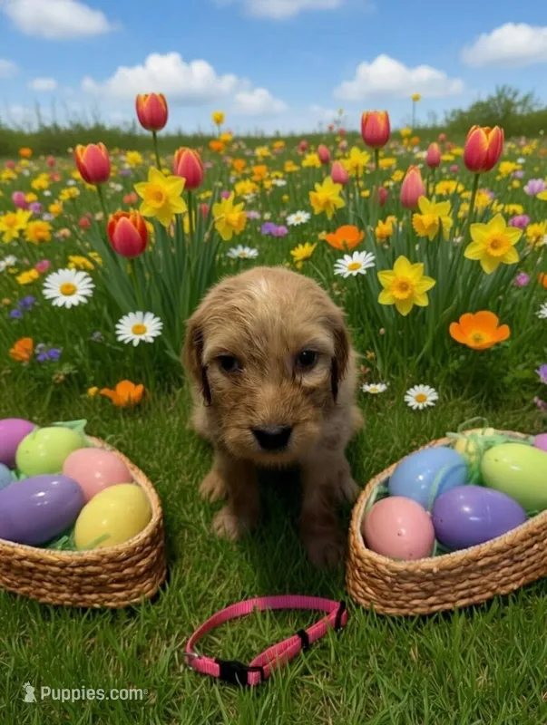 Pink – Goldendoodle puppy for sale in Malvern, OH