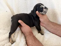 Severus , a male English Bulldog for sale in Denver, CO – Photo 3 of 3