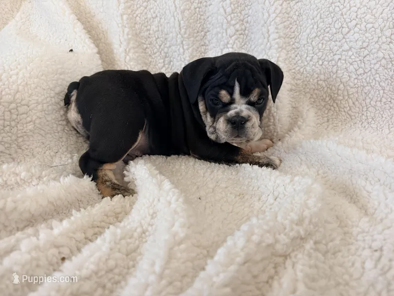 Severus  – English Bulldog puppy for sale in Denver, CO