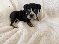 Severus , a male English Bulldog for sale in Denver, CO – Photo 2 of 3