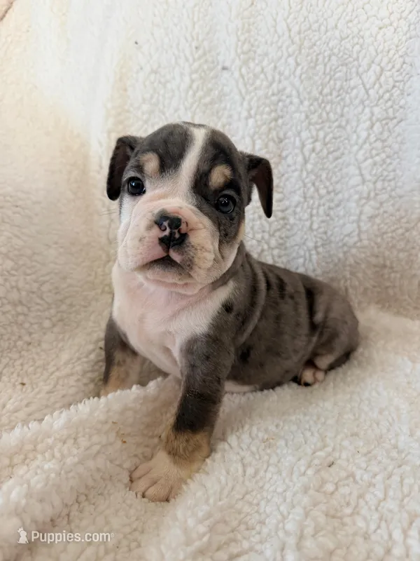 Cedric  – English Bulldog puppy for sale in Denver, CO