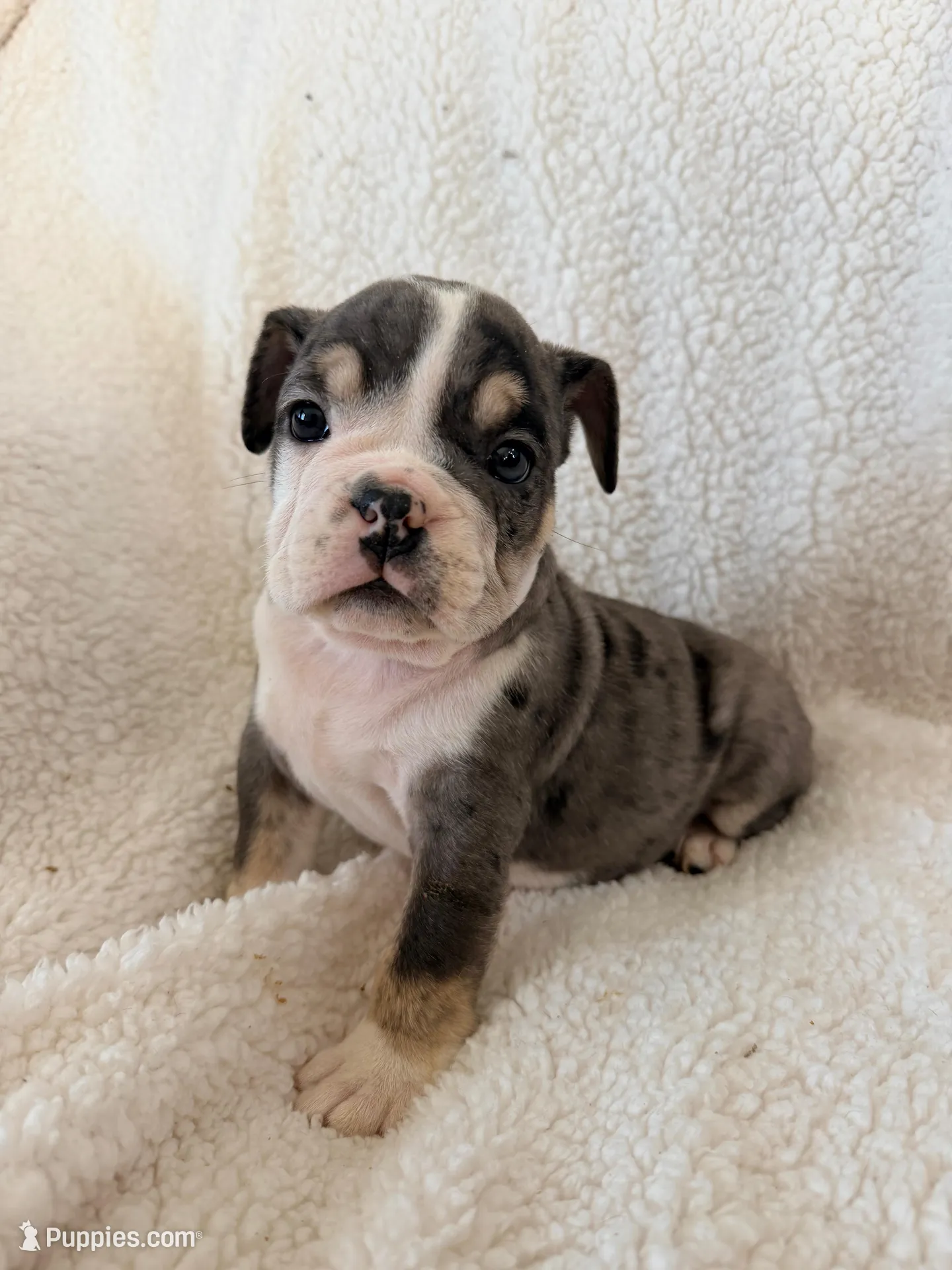 Cedric , a male English Bulldog for sale in Denver, CO – Photo 1 of 5