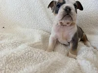 Neville , a male English Bulldog for sale in Denver, CO – Photo 4 of 4