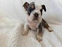 Neville , a male English Bulldog for sale in Denver, CO – Photo 1 of 4