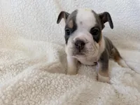 Neville , a male English Bulldog for sale in Denver, CO – Photo 3 of 4
