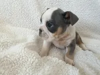 Neville , a male English Bulldog for sale in Denver, CO – Photo 2 of 4