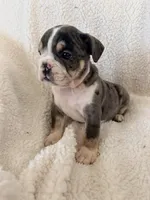 Cedric , a male English Bulldog for sale in Denver, CO – Photo 2 of 5