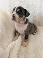 Cedric , a male English Bulldog for sale in Denver, CO – Photo 3 of 5