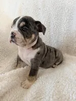 Cedric , a male English Bulldog for sale in Denver, CO – Photo 5 of 5