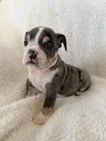 Cedric , a male English Bulldog for sale in Denver, CO – Photo 4 of 5