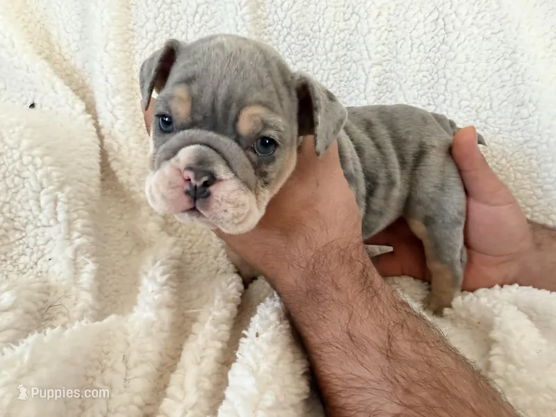 Malfoy – English Bulldog puppy for sale in Denver, CO