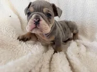 Malfoy, a male English Bulldog for sale in Denver, CO – Photo 3 of 4