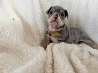 Malfoy, a male English Bulldog for sale in Denver, CO – Photo 2 of 4