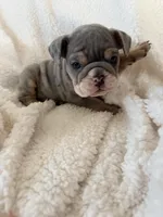 Malfoy, a male English Bulldog for sale in Denver, CO – Photo 4 of 4