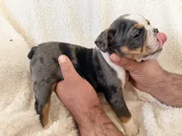 Fang, a male English Bulldog for sale in Denver, CO – Photo 3 of 3