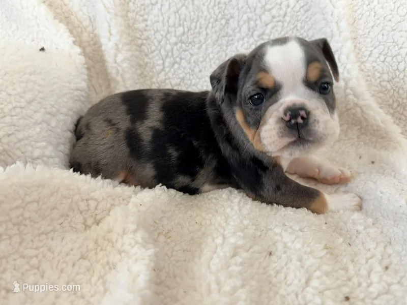 Fang – English Bulldog puppy for sale in Denver, CO