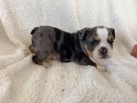 Fang, a male English Bulldog for sale in Denver, CO – Photo 2 of 3