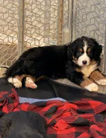 Biscuit, a female Bernese Mountain Dog for sale in Abilene, TX – Photo 2 of 10