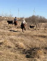 Biscuit, a female Bernese Mountain Dog for sale in Abilene, TX – Photo 6 of 10